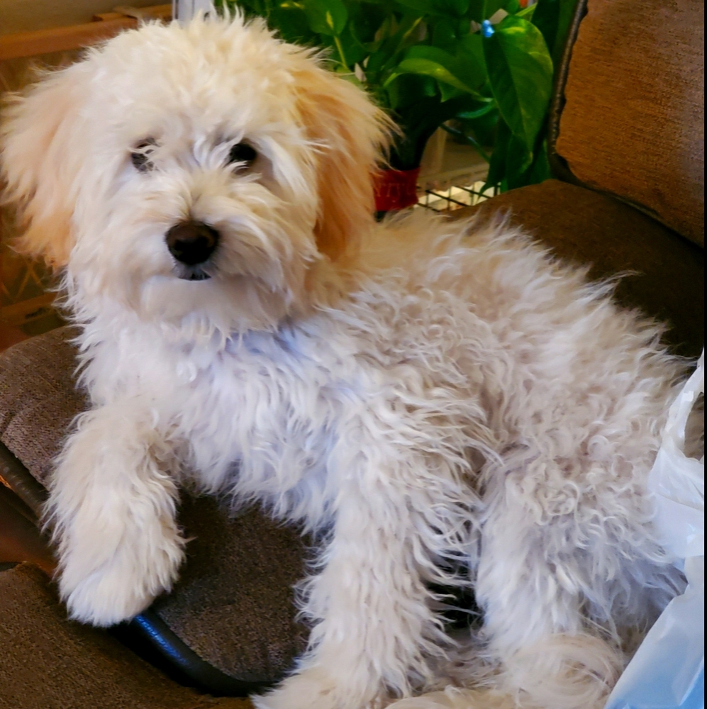 Meet your Posher, Gracie